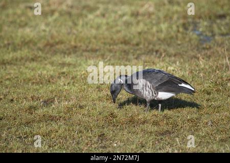 Brent goose (Branta bernicla) feeding on grass in a field of pasture Stock Photo