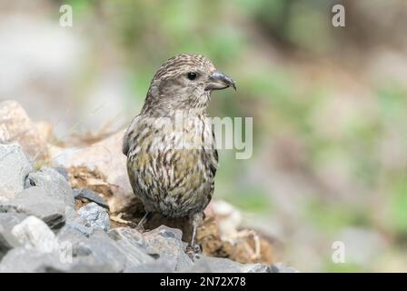red crossbill, Loxia curvirostra, single juvenile bird standing on ground, Banff, Canada Stock Photo