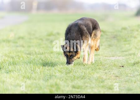 Close up of dark colored German Shepherd looking for tracks in a grassy field and watching surroundings with sharp eyes against blurred light green Stock Photo