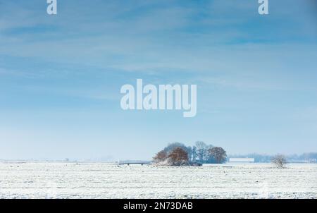White abandoned cold winter landscape in the Dutch polder with bridge and contrasting group of trees with still brown leaves in the tree crown Stock Photo