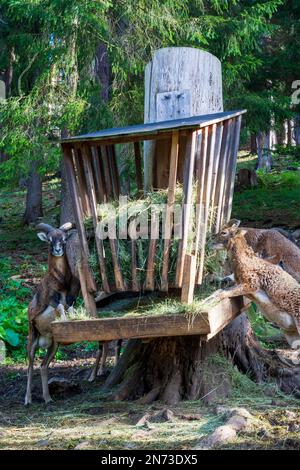 Schwarzau im Gebirge, mouflon (Ovis gmelini), feeding place in enclosure, Naturpark Falkenstein-Schwarzau im Gebirge in Vienna Alps, Lower Austria, Austria Stock Photo