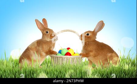 Adorable bunnies near wicker basket with dyed Easter eggs on green grass outdoors Stock Photo