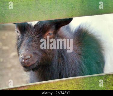 Bagot goat evil looking through fence  in edinburgh zoo Stock Photo