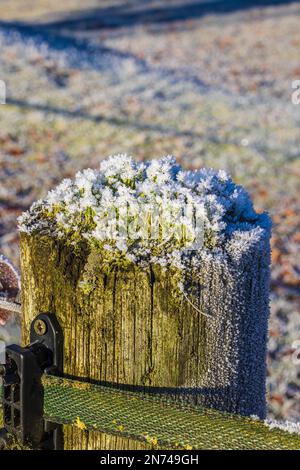 Cup lichen (Cladonia pyxidata) with ice crystals and snow on a wooden pole in winter Stock Photo