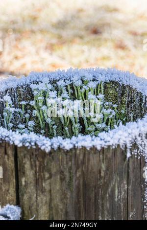 Cup lichen (Cladonia pyxidata) with ice crystals and snow on a wooden pole in winter Stock Photo