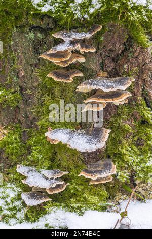 Mushrooms in the forest, covered with snow Stock Photo