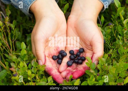 Hands presenting collected blueberries in a Swedish forest Stock Photo