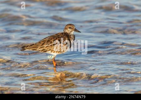 ruddy turnstone, Arenaria interpres, single bird with scientific research leg flag marker, standing in shallow water, Turks and Caicos Islands Stock Photo