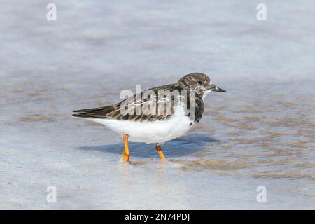 ruddy turnstone, Arenaria interpres, single bird standing in shallow water, Norfolk, England, United Kingdom Stock Photo