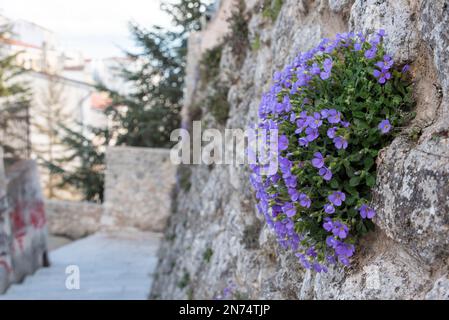 Purple rock cress on an antique wall in Monte Sant Angelo in Gargano, Southern Italy Stock Photo