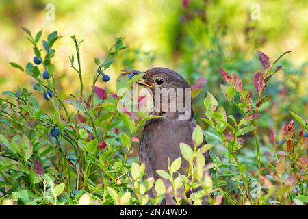 Bird in Swedish forest holding a blueberry in its beak Stock Photo