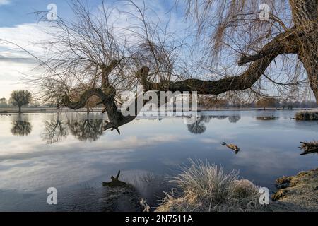 Old Weeping Willow tree branch reaching out over pond on a colf frosty February morning Stock Photo