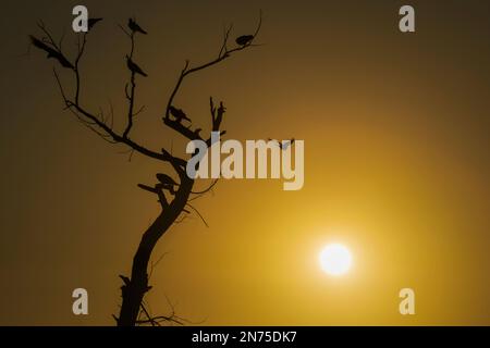 A silhouette of birds perched on dead tree at sunset and another bird going to land on it Stock Photo