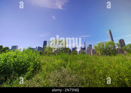 Midtown Manhattan skyscraper stands behind fresh green in Roosevelt Island. Stock Photo