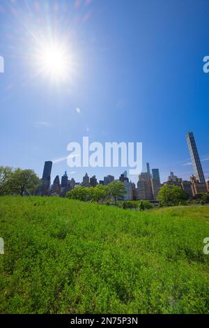 Midtown Manhattan skyscraper stands behind fresh green in Roosevelt Island. Stock Photo