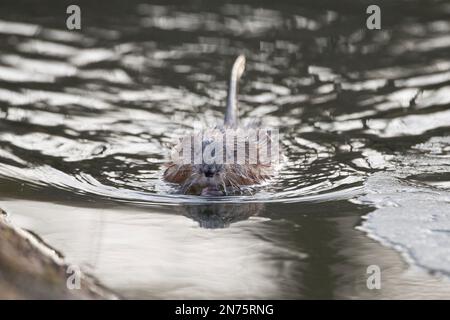 Muskrat in water Stock Photo