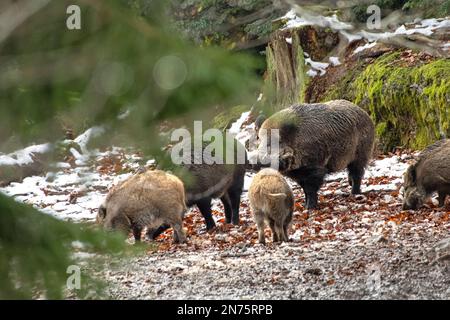 Wild boars in beech forest, mating season Stock Photo