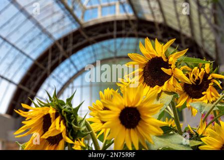 Beautiful flowers at the Domain Wintergardens in Auckland, New Zealand Stock Photo