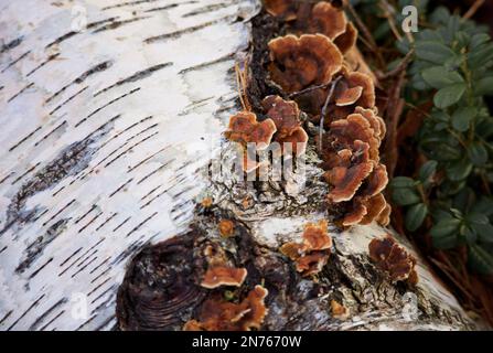 Wild forest mushroom. Stock Photo