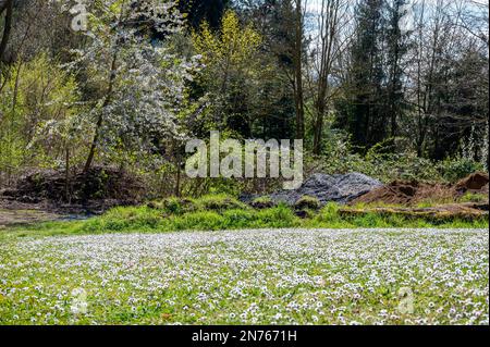 Germany, Hesse, Southern Hesse Bergstrasse District, Bensheim-Auerbach, Daisy Stock Photo