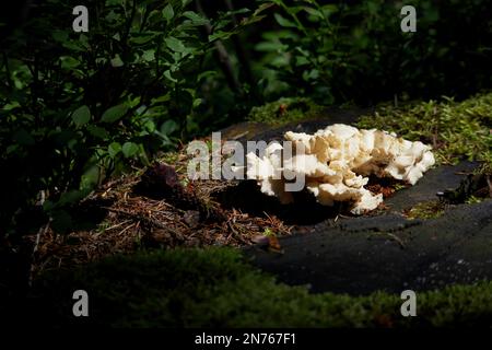 Wild forest mushroom. Wild forest mushroom. Osteina obducta, non-edible fungus decomposing confers wood. Stock Photo