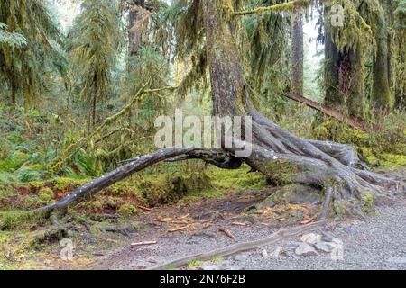 Hoh Rain Forest, Olympic National Park, Washington, USA.  Tree with spread aerial roots which used to grown from a nursery stump which has now eroded. Stock Photo