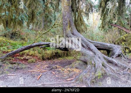 Hoh Rain Forest, Olympic National Park, Washington, USA.  Tree with spread aerial roots which used to grown from a nursery stump which has now eroded. Stock Photo