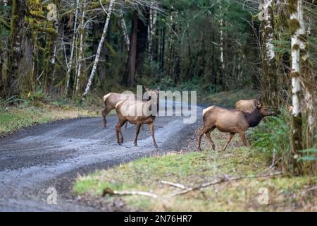 Quinault, Washington, USA.   Herd of Roosevelt Elk crossing a dirt road cautiously Stock Photo