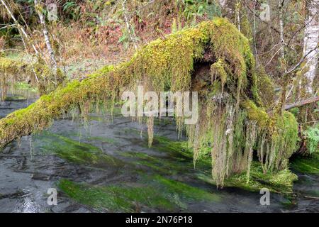 Hoh Rain Forest, Olympic National Park, Washington, USA.   Moss growing on a dead tree in Taft Creek on the Hall of Mosses trail Stock Photo