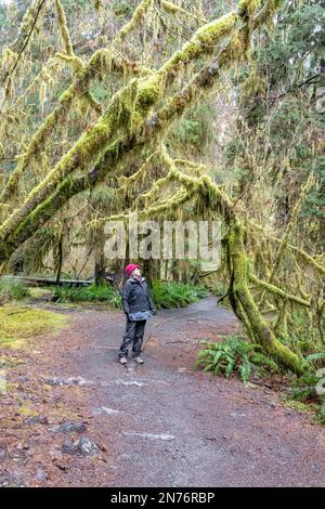 Hoh Rain Forest, Olympic National Park, Washington, USA.   Woman walking on the Hall of Mosses trail, under moss-covered leaning trees. (MR) Stock Photo