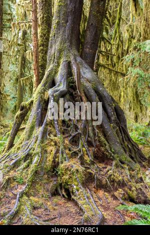 Hoh Rain Forest, Olympic National Park, Washington, USA.   Nursery stump enabling a large tree with exposed roots to grow out of it, on the Hall of Mo Stock Photo