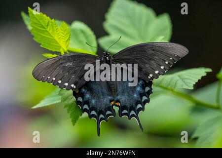 Woodland Park Zoo, Seattle, Washington, USA.  Spicebush Swallowtail butterfly Stock Photo