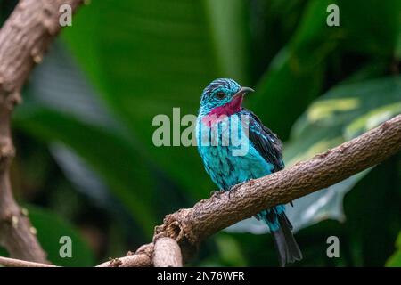 Woodland Park Zoo, Seattle, Washington, USA.  Male Spangled cotinga (Cotinga cayana) bird resting on a branch Stock Photo