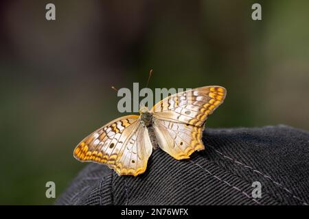 Woodland Park Zoo, Seattle, Washington, USA.   Common Buckeye butterfly resting on a baseball cap. Stock Photo