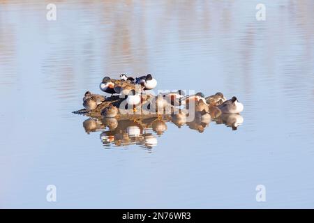 Northern Shovelers Northern Pintail Black necked stilt Green winged teal Stock Photo
