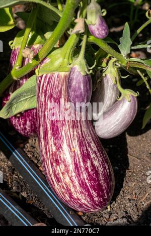 Issaquah, Washington, USA.   Annina eggplant growing on the vine. Stock Photo