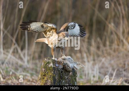 Common buzzard Buteo buteo, adult feeding on European rabbit Oryctolagus cuniculus, adult, Suffolk, England, February Stock Photo