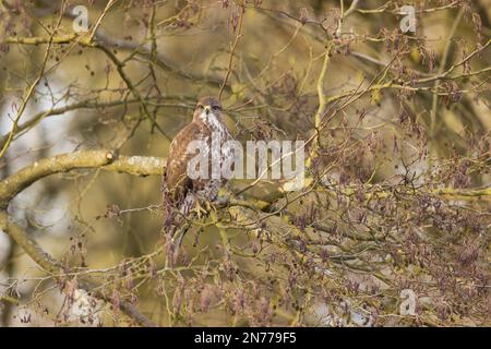 Common buzzard Buteo buteo, adult perched in Alder, Suffolk, England, February Stock Photo