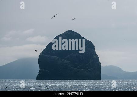 Three sea birds in the air above the dramatic form of Stac Lee, one of two main sea stacks at St Kilda Stock Photo
