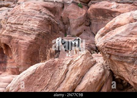 Petra, Jordan. 10th Feb, 2023. A goat in Petra, a famous archaeological site in Jordan on February 10, 2023. Petra is a UNESCO World Heritage site and one of the seven wonders of the world. It is an ancient Nabataean capital, today inhabited by The Bidoul bedouins. (Photo by Dominika Zarzycka/Sipa USA) Credit: Sipa USA/Alamy Live News Stock Photo