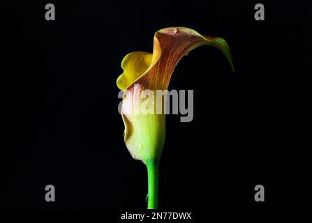 Yellow red flower head of a beautiful calla (Zantedeschia) with water drops isolated on a black background, the petal is a specialized bract and appea Stock Photo