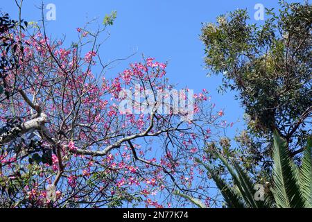 Floss silk / Silk cotton (Ceiba speciosa) tree flowering, Puerto de la Cruz Botanical Garden, Tenerife, Canary Islands, Spain, October. Stock Photo