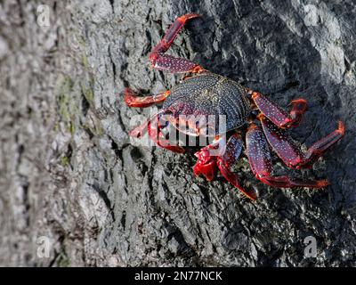 Red rock crab (Grapsus adscensionis) grazing algae from sea shore rocks, Tenerife, Canary Islands, October. Stock Photo