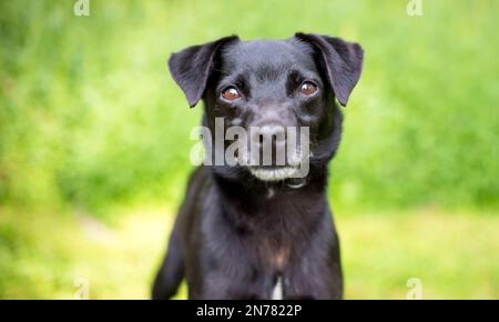 A small black Terrier mixed breed dog looking at the camera Stock Photo