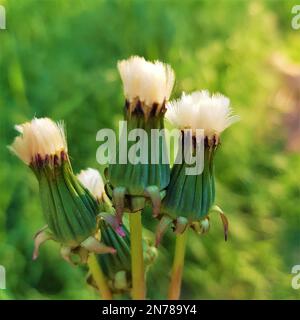 Closed white fluffy dandelion flowers on green grass background. Stock Photo