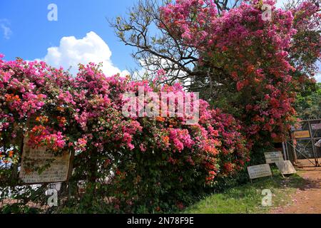 Kenya is a major producer and supplier of coffee - Fairview Estate coffee farm in Kimbu, Nairobi KE Stock Photo