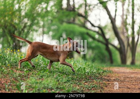 Belgian shepherd malinois walking in the green park Stock Photo