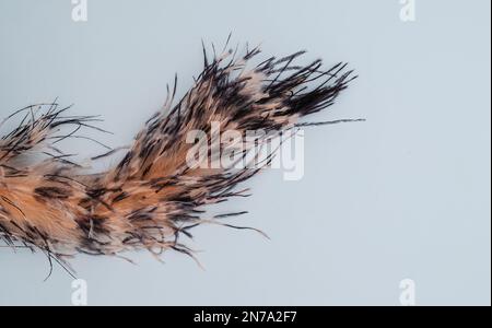 Top of view of black and orange feathers on white background. Stock Photo