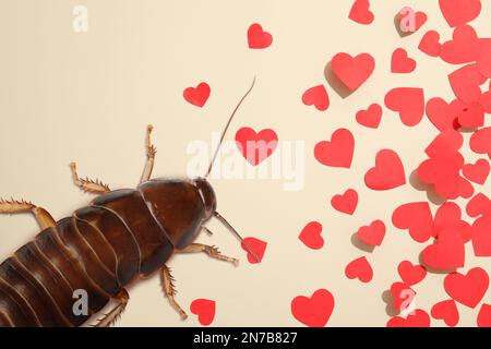 Valentine's Day Promotion Name Roach - QUIT BUGGING ME. Cockroach and small paper hearts on beige background, flat lay Stock Photo