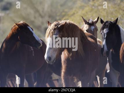 Phoenix, United States. 09th Feb, 2023. Horses roam the areas at Ponderosa Stables in Phoenix in Phoenix, Arizona on Friday, February 10, 2023. The Philadelphia Eagles will play the Kansas City Chiefs in Super Bowl LVII at State Farm Stadium in Glendale, Arizona on Sunday, February 12th, 2023. Photo by John Angelillo/UPI Credit: UPI/Alamy Live News Stock Photo